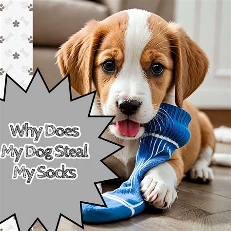 Why My Dog Steals Socks