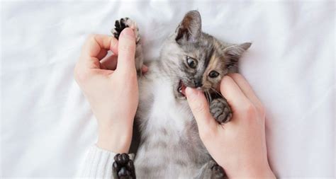 why my kitten is biting