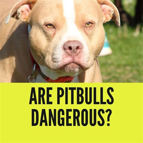 why pitbulls are dangerous and aggressive
