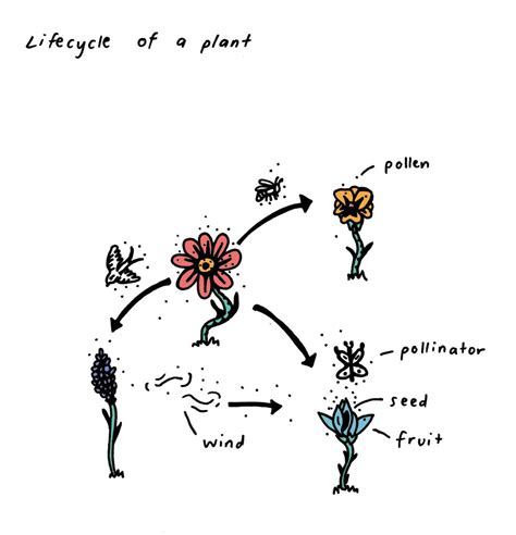 Why Plants Have Flowers