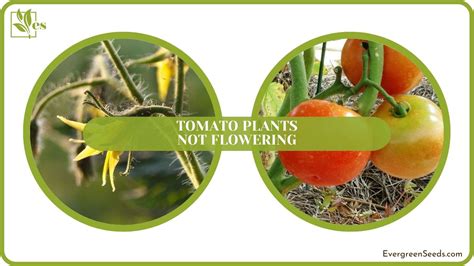 Why Plants Not Flowering