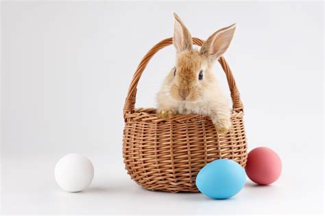 why rabbits and eggs at easter