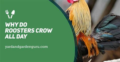 Why Rooster Crows All Day