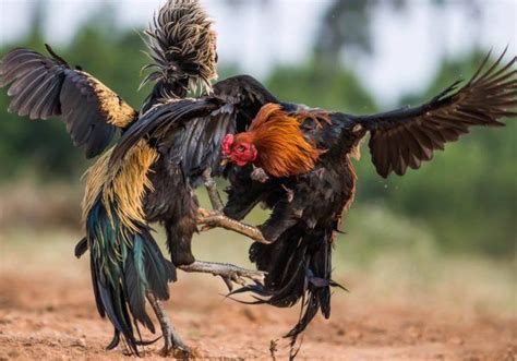 why roosters fight