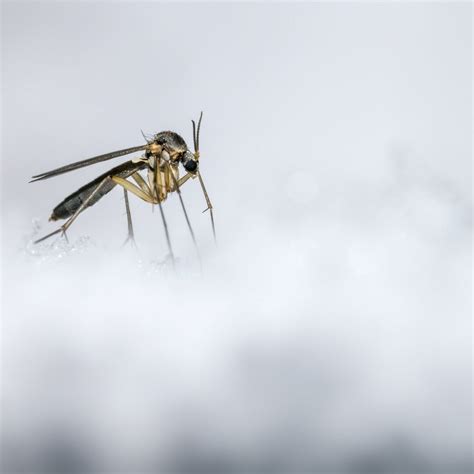 Why Seeing Pests in Winter Can Spell Trouble For Your Home