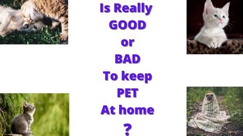 Why Should We Keep Dogs As Pets