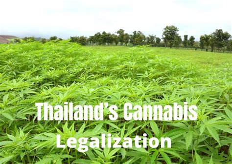 why thailand legalize weed