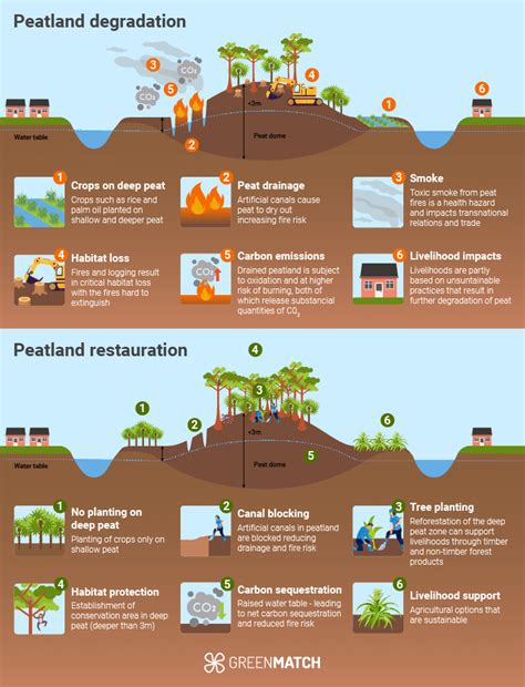 Why The Use Of Peat Is Harmful To The Environment
