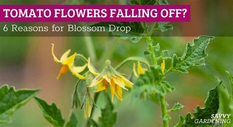 Why Tomato Blooms Fall Off