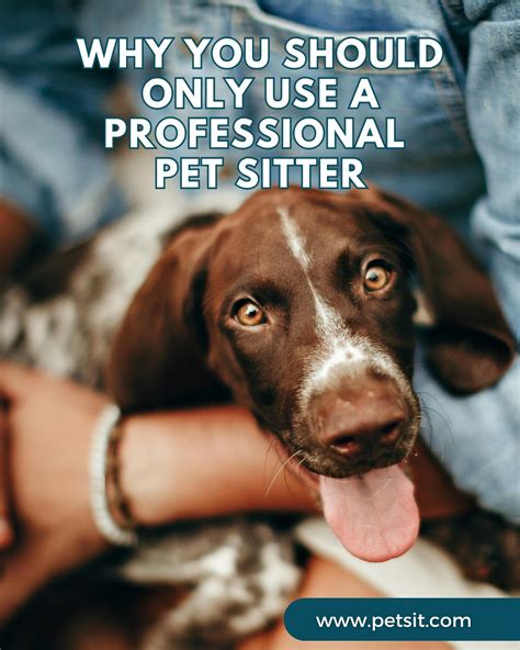 Why Experience Is Necessary In A Dog Sitter Trusty Tails Pet Care