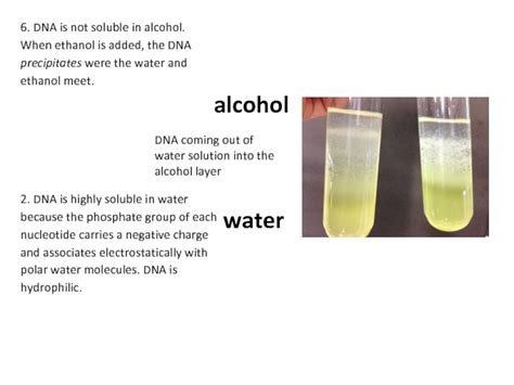 Why Use Ethanol In Dna Extraction
