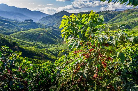 why visit coffee farm
