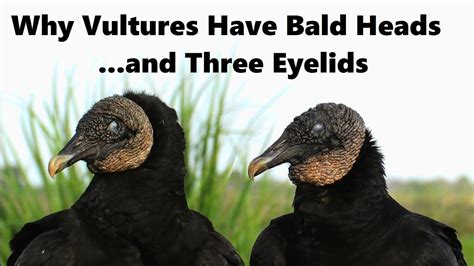 Why Vultures Are Bald