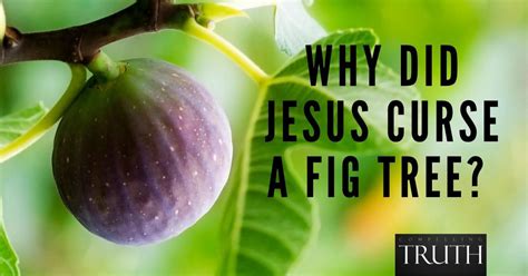 why was the fig tree cursed in the bible
