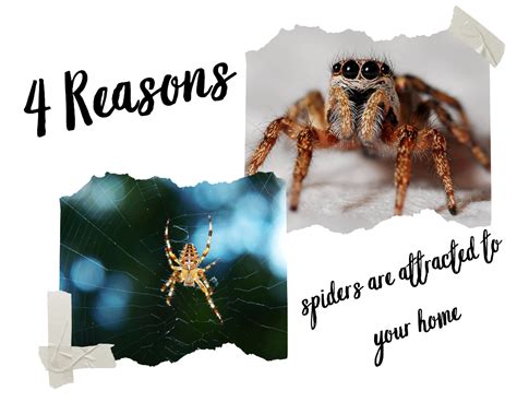 10 Things Why We Love Spiders: Pest Control Allies