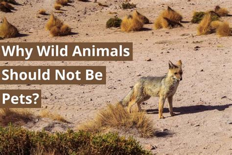 Why Wild Animals Shouldn T Be Pets