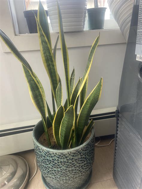 why won't my snake plant grow