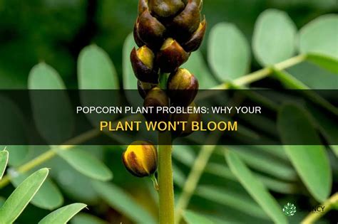 Why Won T My Popcorn Pop