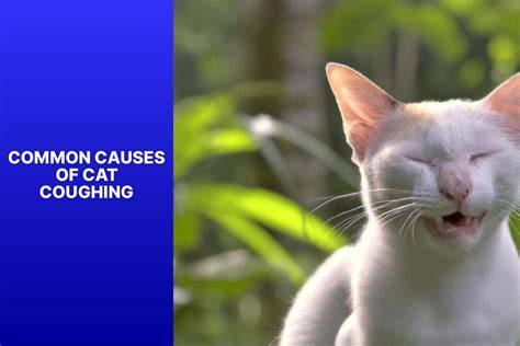 why would a cat cough