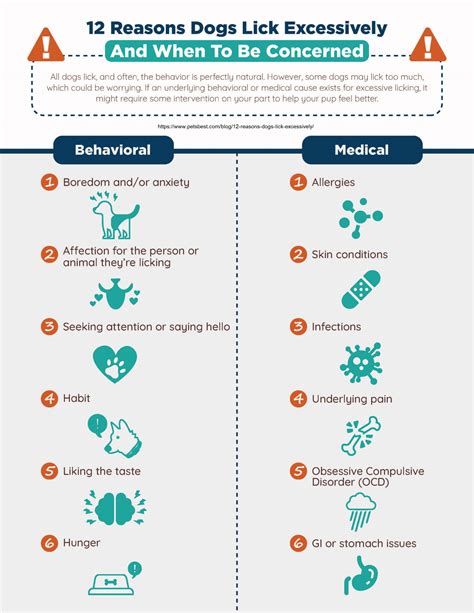 Why Would A Dog Lick So Much