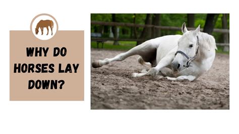 why would a horse lay down