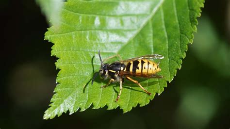 9 Things why you attract wasps Pest Attraction Unmasked