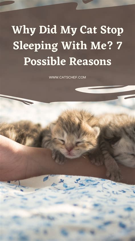 Why Did My Cat Stop Sleeping with Me? 7 Likely Reasons Hepper