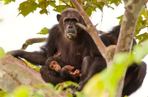 Why do some animals commit infanticide?
