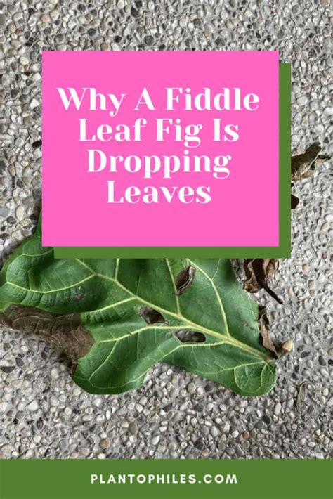 FiddleLeaf Fig Problem and Issue Guide Our House Plants