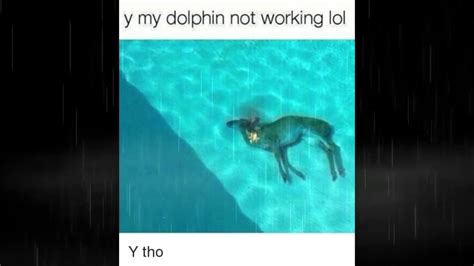 My dolphin is not working Memy.pl
