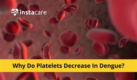 Why platelets decrease in dengue?