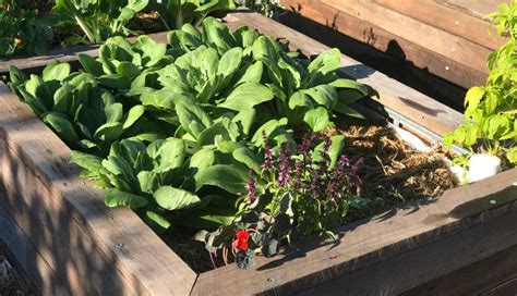 Wicking Beds Sophies Patch