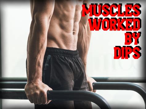 Wide Dips Muscles Worked