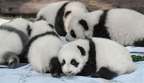 26 Steckbrief-Fakten über Große Pandas - Doku-Wissen über Tiere - für