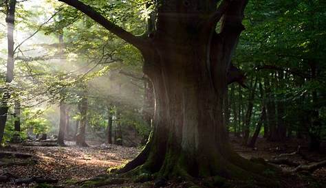 Unsere Bäume – Die Rotbuche (Fagus sylvatica) - Forst erklärt
