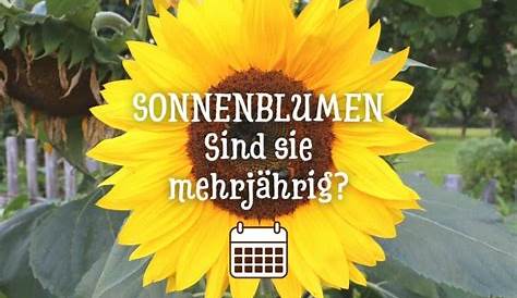 Sonnenblumen Foto & Bild | landschaft, Äcker, felder & wiesen, fotos