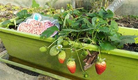 Erdbeeren pflanzen für das kommende Jahr | GartenFlora