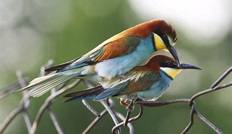 Balz, Paarung und Fortpflanzung von Vögeln - Medienwerkstatt-Wissen