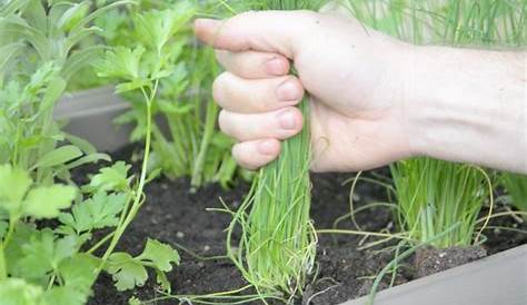 Schnittlauch pflanzen, pflegen und richtig ernten - die wichtigsten