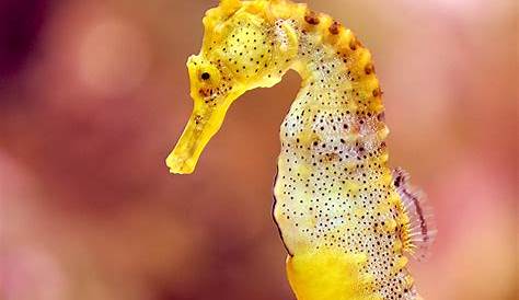 Резултат с изображение за seahorse | Seahorse, Pet seahorse, Sea life