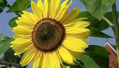 Sonnenblumen » Wissenswertes zur Blütezeit
