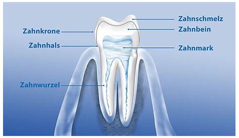 Aufbau eines Zahns, 3. Klasse | Zähne
