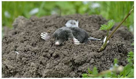 Maulwurf | Maulwurf im garten, Maulwurf, Garten