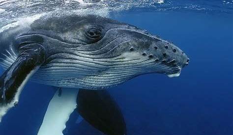 Wale: 10 Unglaubliche Fakten über die Unterwasser-Riesen! - Wissen
