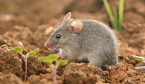 Wenn die Maus Mätzchen macht: Probleme und Lösungen | GMX.CH