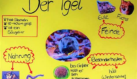 Wie gestaltet man ein Plakat für die Schule?