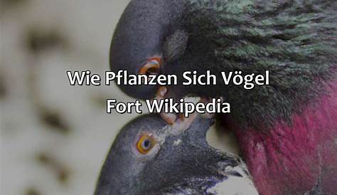 Die Vermehrung von Tauben wurde angezüchtet | pro-palomas.de