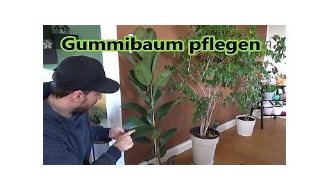 Der Gummibaum - wie pflege ich die Zimmerpflanze richtig - Samenhaus