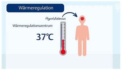 Wie reguliert der Mensch seine Körpertemperatur?