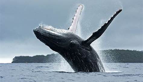 Buckelwale nicht mehr gefährdet | FM1Today